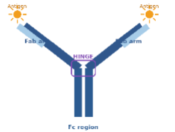 <p>Allows for flexibility of the antibody ONLY FOR IgG, IgD, and IgA </p>