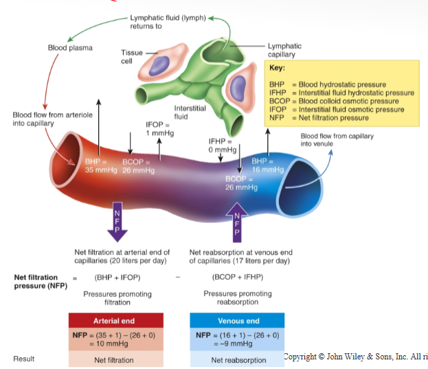 <p> Starling Forces: hydrostatic and osmotic forces at the capillaries</p><p> determine</p><p>• Filtration: movement of fluid through the walls of the capillary into the interstitial fluid.</p><p>• Reabsorption: movement of fluid from the interstitial fluid back into the capillary</p><p>Hydrostatic pressure physically pushes fluid out, generated by mechanical forces like the heart pumping.</p><p>Osmotic pressure pulls fluid in, created by solute concentration gradients</p><p>Filtration:</p><p>• Blood hydrostatic pressure (BHP) : decreases from 35 to 16 from the arterial to the venous end of the capillary</p><p>• Interstitial fluid osmotic pressure (IFOP): constant at about 1 mmHg</p><p>Reabsorption:</p><p>• Blood colloid osmotic pressure (BCOP): due to the presence of plasma proteins too large to exit the capillary</p><p> averages 26 mmHg on both ends.</p><p>• Interstitial fluid hydrostatic pressure (IFHP) : close to zero except in states of edema</p><p> Most (about 85%) of fluid filtered is reabsorbed</p>