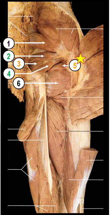 <ul><li><p>piriformis</p></li><li><p>gemelli (superior/inferior)</p></li><li><p>obturator internus</p></li><li><p>obturator externus</p></li><li><p>quadratus femoris</p></li></ul><p></p>