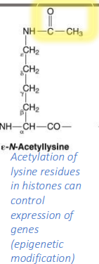 <p>expression of genes (epigenetic modification)</p>