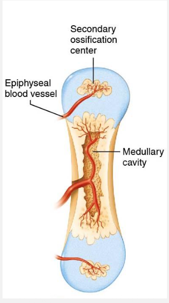 <ul><li><p>Spongy bone forms in center of diaphysis</p></li><li><p>Osteoclasts eat away at the spongy bone to make the medullary cavity </p></li><li><p>2 more periosteal buds come in at the epiphyses to form them (secondary ossification center)</p></li></ul><p></p>