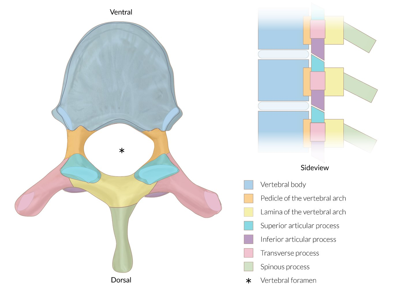 <p>Flat surfaces of pedicle-lamina junction</p><p>Articulate with adjacent vertebrae = Zygapophyseal (facet) joints</p>