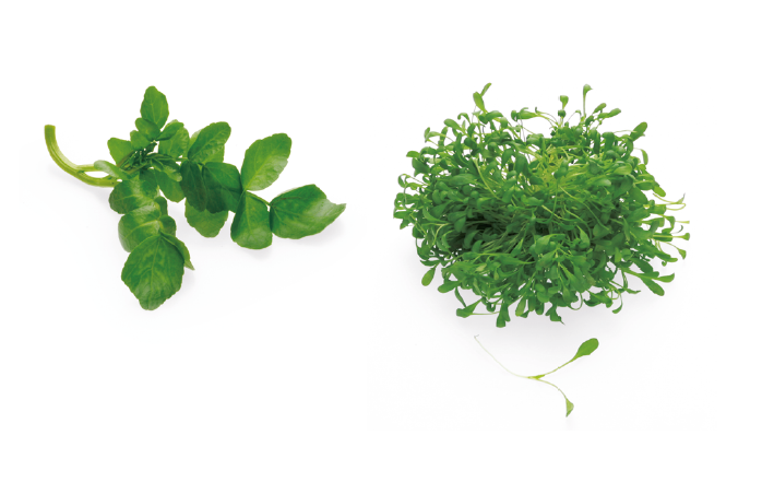 <p>Water cress / Agrião</p>