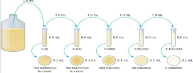<p>dilution of the original culture by multiples of 10 to obtain plates with CFUs between 30-300</p>