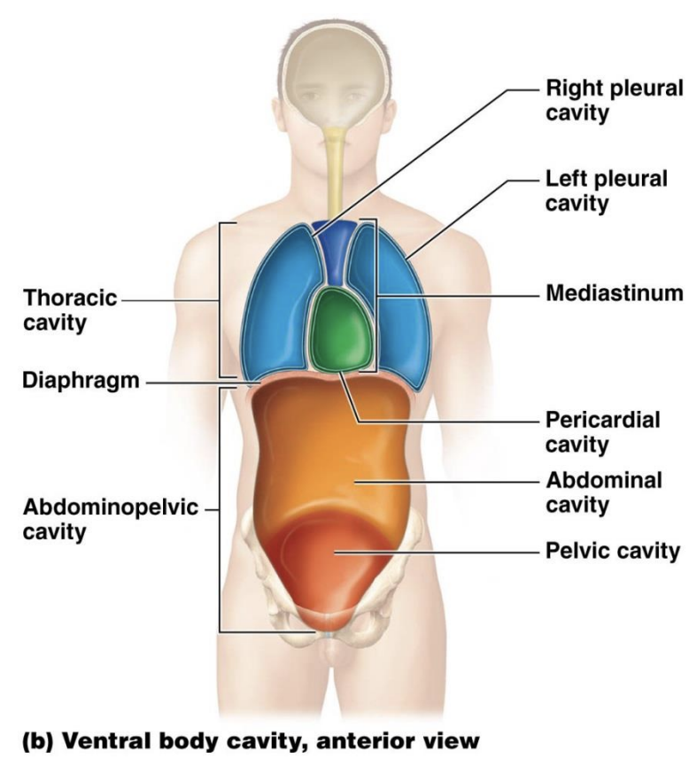 <p>Thoracic cavity – divided into three smaller cavities: </p><ul><li><p>Pleural cavities – each surround either left or right lung </p></li><li><p>Mediastinum – between pleural cavities; houses heart, great vessels, trachea (windpipe), and oesophagus; not within serous membrane </p></li><li><p>Pericardial cavity – within mediastinum; within serous membrane that surrounds heart Body Cavities </p></li></ul><p></p>