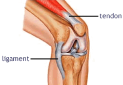 <p>- Ligaments = fibrous connective tissue connecting bone to bone</p><p>- Tendons = connective tissue joining bones and muscles</p><p>BOTH are dense / help anchor stuff together</p>