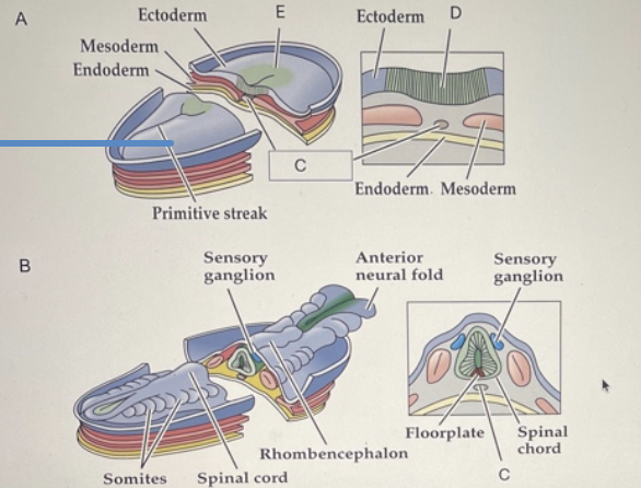 <p><span>Which panel in the figure above is in the earliest stage of neurulation?&nbsp; Which letter correctly identifies the transient structure that provides signals to the developing neural tube?</span></p>