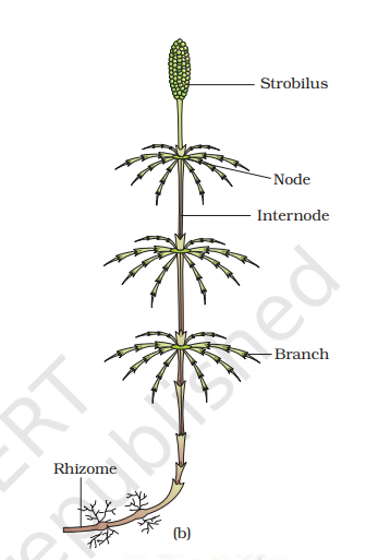 <p>c. Equisetum </p>
