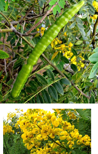 <p>What plant is more toxic as a seed than as foliage, and is most severe in chickens and pigs? It causes diarrhea with straining, plus anorexia, depression, muscle weakness, recumbency, cardiac insufficiency, myoglobinuria, and elevation of AST and CPK. Pathology occurs due to reddening of the mucosa of the stomach/SI and degeneration of skeletal and cardiac muscle (pale, transverse stippling, flabby, pale streaks). Treatment is symptomatic.</p>