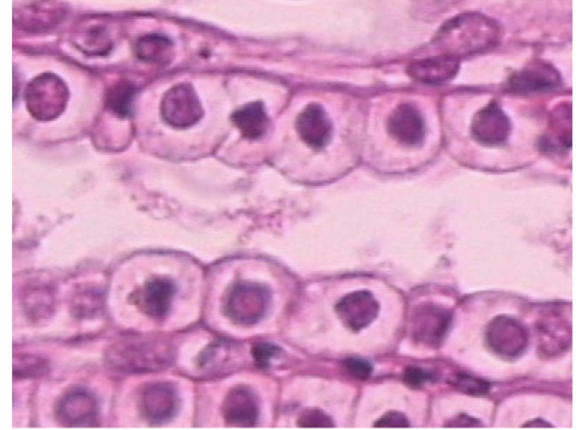 <p>Name the tissue type </p>