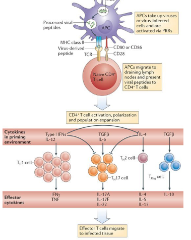 <p>Aids only happens after HIV huge viral load, but this does not happen within non-human primates</p><p>→CD4+ T cells are orchestrators, regulators, and direct effectors of antiviral immunity</p><p>→Neutralizing antibodies provide protection against many viral pathogens, and CD4+T tells can help B cells to generate stronger and longer-lived antibody responses</p><p>→In addition to their helper functions, CD4+T cells contribute directly to viral clearance. They secrete cytokines with antiviral activities and in some circumstances, can eliminate infected cells through cytotoxic killing</p><p>→HIV canot infect cells that do not have a CD4 receptor, no binding = no infection</p><p>→HIV first locks </p><p> </p>