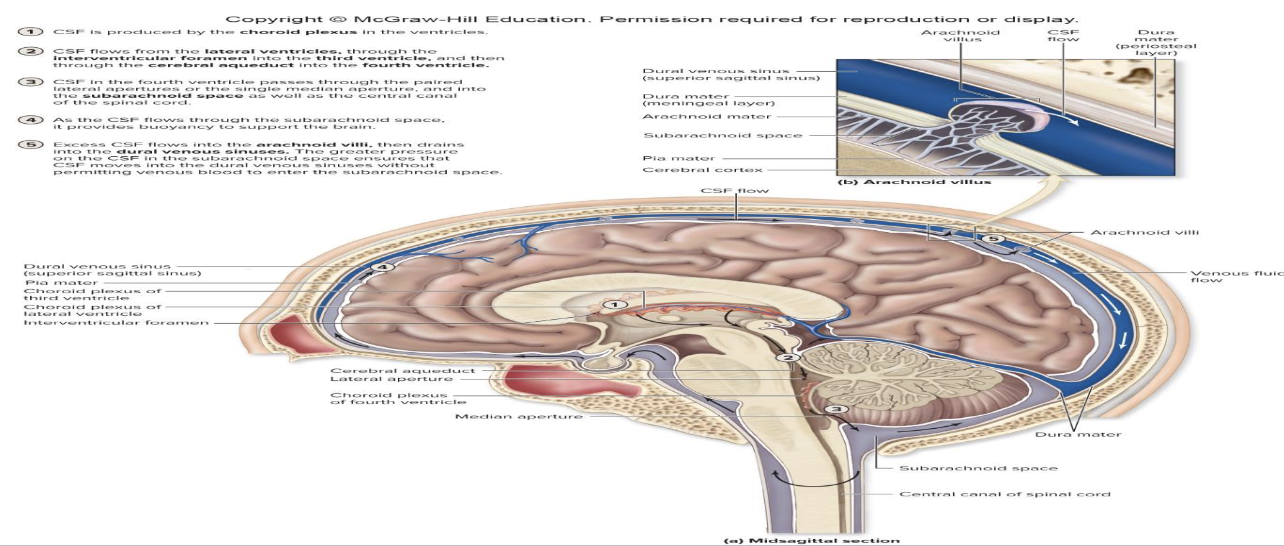 <p><strong>Circulation of CSF</strong></p><ul><li><p>What structures drain excess CSF?</p><ul><li><p>What are arachnoid granulations?</p></li></ul></li></ul><p></p>