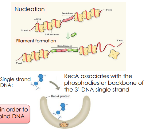 <ol><li><p>After overhang is made, <strong>RecBCD recruits RecA</strong></p></li><li><p>two RecA proteins bind, <strong>displacing SSBs</strong></p><ol><li><p>when ssDNA is made, SSB rushes in to coat it</p></li><li><p>HOWEVER SSB get in the way of the repair process</p></li><li><p>RecBCD makes sure two RecA proteins can bind to the ssDNA, so more RecA can follow</p></li></ol></li></ol><p></p><p>RecA <strong>associates with the phosphodiester backbone</strong> of the 3’ DNA single strand</p><p>NOTE: ATP must bind to RecA in order to make it competent to bind DNA</p><p></p><p></p><p></p>