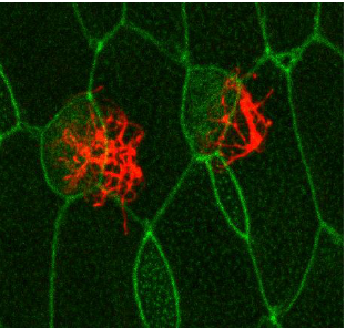 <p>In this image what is in red and green</p>