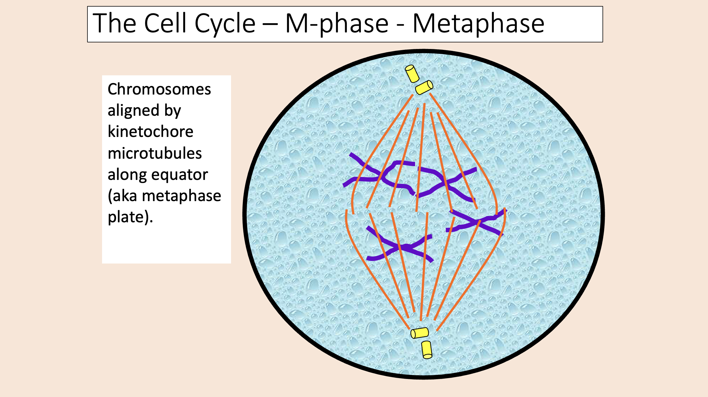 <p><span>metaphase</span></p>