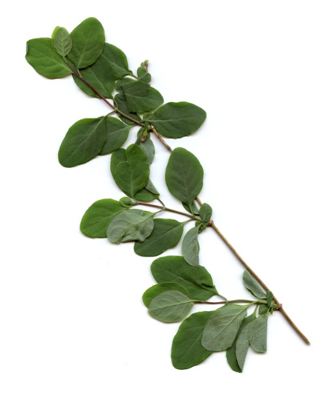 term image