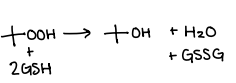 <p>What happens during Glutathione peroxidase?</p>