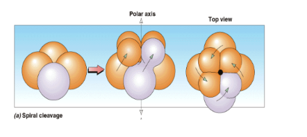 <p>in protosome development: planes of cell division are at oblique angles to the axis of embryo</p>