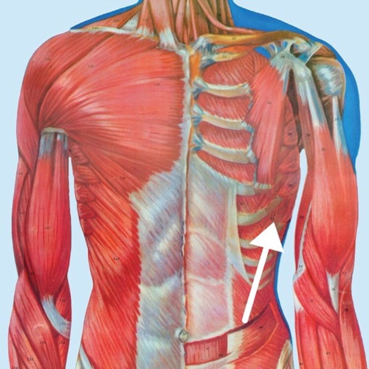 <p>What is this muscle?</p>