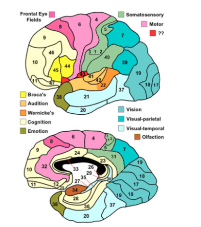 <p>system of dividing the cerebral cortex into 52 numbered regions based on differences in cellular structure under a microscope rather than just gross anatomy or function, with each area having distinct cell layers and densities that correlate to specific functions, making it a foundational though sometimes refined map in neuroscience for localising brain activity</p>