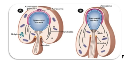 <ul><li><p>Nuclear &amp; Cytoplasmic elongation</p></li><li><p>Manchette (centrioles) migrate to opposite end of nucleus</p></li><li><p>Acrosome wraps around nucleus</p></li></ul><p><strong>Key Events</strong></p><ul><li><p>Nucleus <strong>elongates</strong> and begins to condense.</p></li><li><p>Acrosome continues to enlarge and cover more of the nucleus.</p></li><li><p>Tail elongates further.</p></li><li><p>Spermatid rotates so the acrosome faces the <strong>basement membrane</strong> and the tail points toward the <strong>lumen</strong>.</p></li></ul><p><strong>What to memorize</strong></p><ul><li><p><strong>Nuclear elongation + acrosome expansion + tail growth.</strong></p></li></ul><p></p><p>This is where the spermatid <span><strong>stops being round</strong></span> and starts becoming a <span><strong>sperm</strong></span>.</p><p><span><strong>Key Events</strong></span></p><ol type="1"><li><p><span><strong>Cell elongation begins</strong></span></p><ul><li><p><span><strong>Both the nucleus and cytoplasm elongate.</strong></span></p></li><li><p><span><strong>This is the first major shape change.</strong></span></p></li></ul></li><li><p><span><strong>Centrioles migrate</strong></span></p><ul><li><p><span><strong>Move to the opposite end of the nucleus from the acrosome.</strong></span></p></li><li><p><span><strong>Begin forming the tail (flagellum).</strong></span></p></li></ul></li><li><p><span><strong>Mitochondria begin migrating</strong></span></p><ul><li><p><span><strong>Move toward the neck region where the midpiece will form.</strong></span></p></li></ul></li><li><p><span><strong>Acrosome fully wraps around the nucleus</strong></span></p><ul><li><p><span><strong>Covers ~⅔ of the nucleus.</strong></span></p></li><li><p><span><strong>This is essential for fertilization.</strong></span></p></li></ul></li></ol><p><span><strong>What to memorize</strong></span></p><ul><li><p><span><strong>Acrosomal phase = elongation + tail formation + acrosome wrapping.</strong></span></p></li></ul><p></p>