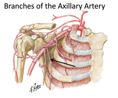 <p>Identify the structure</p>