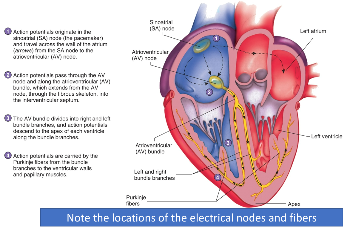 <p>SA (sinoatrial) node—> pacemaker of the heart</p>