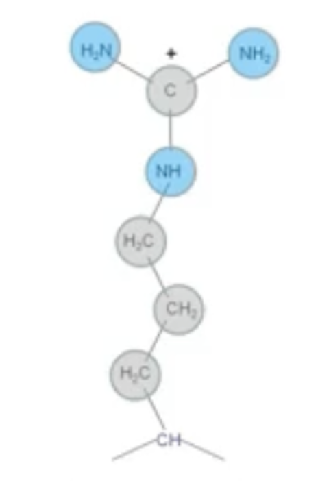 <p>R<br>Polar, Positive, Basic (NH3+)</p>