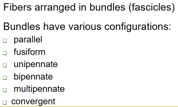 <p>fibers > bundles (<strong>fascicles</strong>)</p>