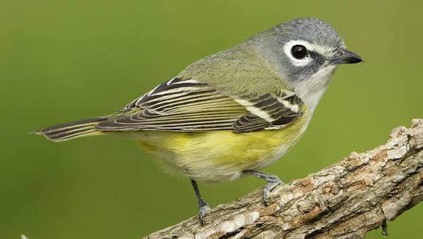 <p>Blue-headed Vireo</p>