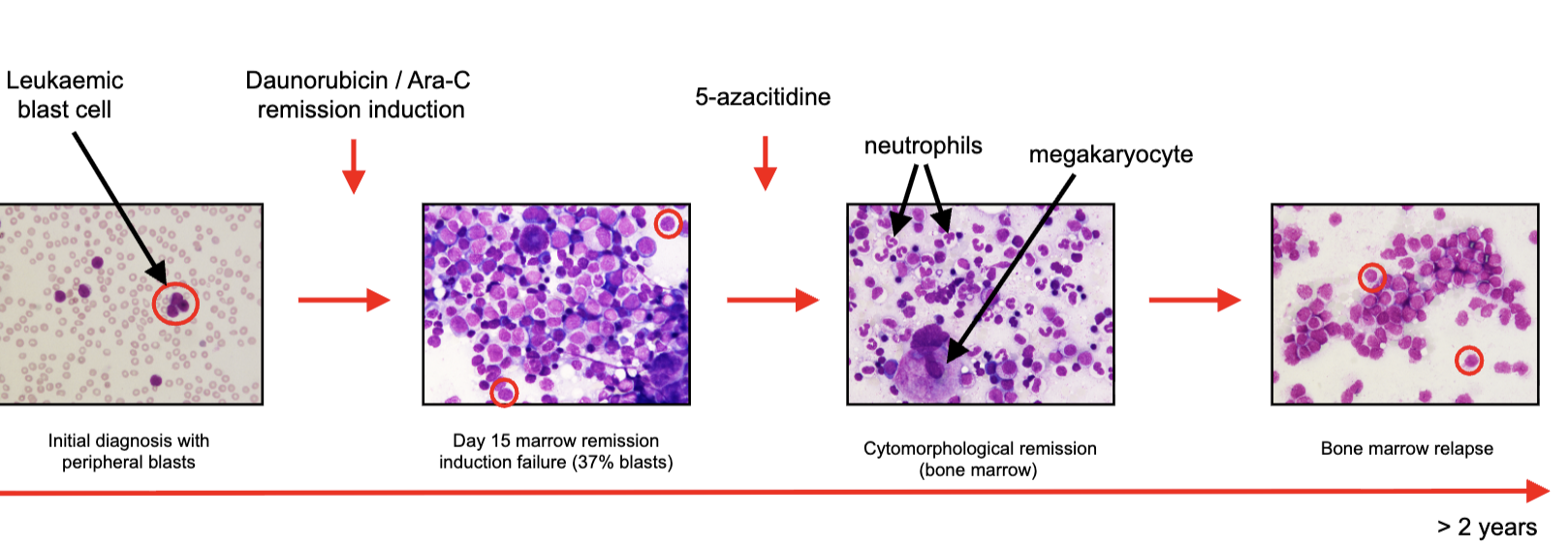 <p>genetically</p><p>epigenetically</p><p>transcriptionally</p><p>phenotypically</p>