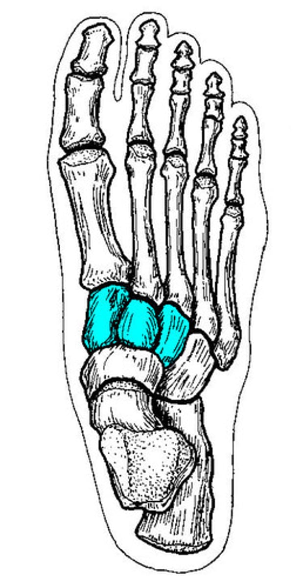 <p>- medial, intermediate, lateral</p>