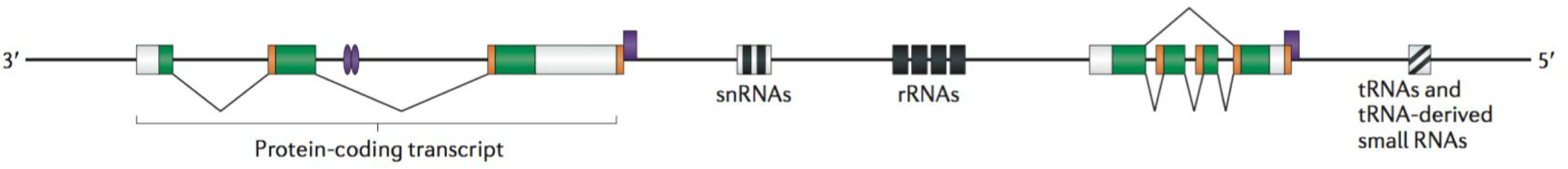 <ul><li><p>mRNA (protein coding)</p></li><li><p>rRNA (ribosomal RNA)</p></li><li><p>tRNA (transfer RNA)</p></li><li><p>snRNAs: components of splicing factors </p></li><li><p>snoRNAs (small nucleolar RNA): guide modification of snRNA, tRNA and rRNA</p></li></ul><p></p>
