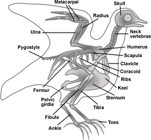 <p><span>Distinguishing features of birds</span></p>