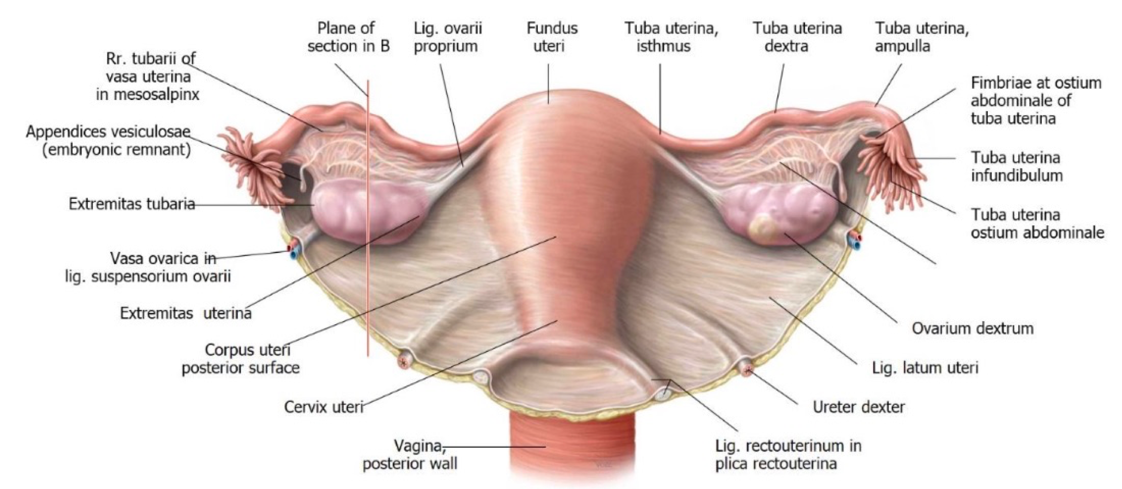 <ul><li><p>Suspensory ligaments - contains ovarian artery </p></li><li><p>Proper ovarian ligament- embryonic rest </p></li><li><p>Mesovary - (part of broad ligament) fold of the peritoneal membrane. </p></li></ul><p></p>