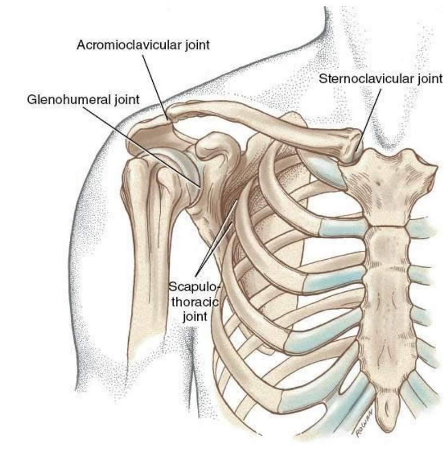 <p>1. Clavicle </p><p>2. Scapula </p><p>3. Humerus (proximal)</p><p></p><ul><li><p>Sternum (Boney Landmark the upper extremity articulates to)</p></li></ul><p></p>