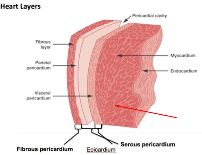 <p>Myocardium</p>