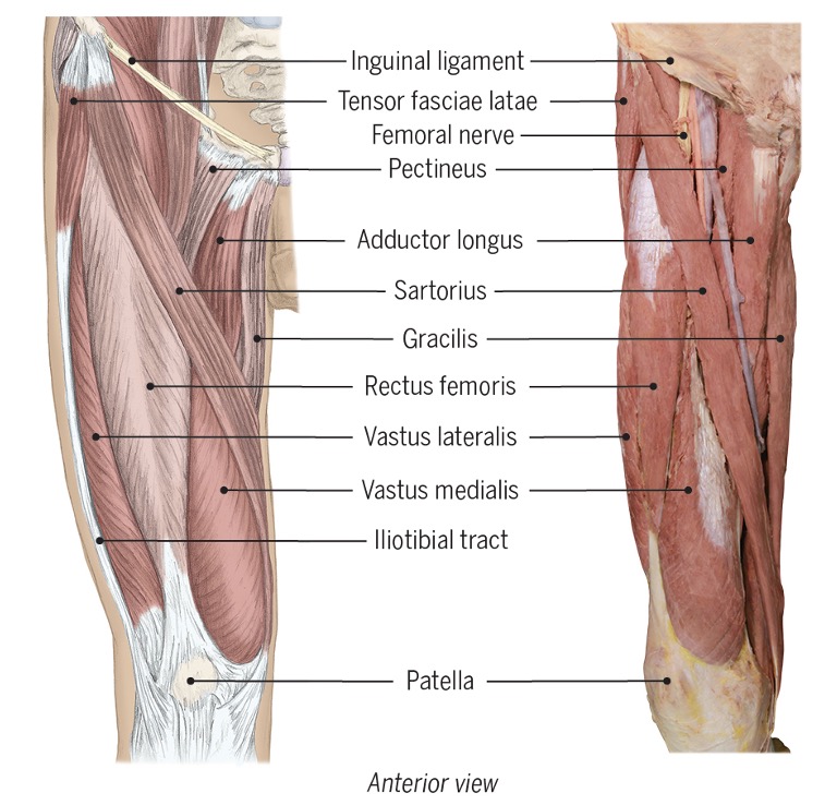 <ul><li><p><span>Rectus femoris: 2 joint&nbsp;</span></p></li><li><p><span>Vastus lateralis</span></p></li><li><p><span>Vastus medialis</span></p></li><li><p><span>Vastus intermedius</span></p></li></ul><p style="text-align: left;"><span>The quadriceps are powerful knee extensors and are active during transfers.</span></p>