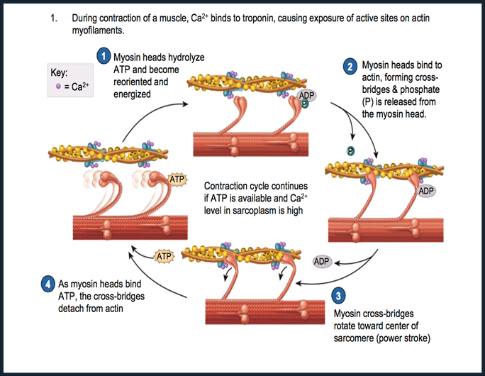 <ul><li><p>Action potential at NMJ - Ach released</p></li><li><p>Ach → Sarcolemma → action potential, Propagated T tubules</p></li><li><p>Ca2+ released from SR</p></li><li><p>Ca2+ binds to troponin → exposing actin</p></li></ul><p><strong><u>Sliding filament theory</u></strong></p><ul><li><p>Myosin + Actin = Crossbridge</p></li><li><p>“Power stroke” - Pulls Actin to centre (Shortening Sarcomere)</p></li><li><p>Cross-bridge broken by ATP→ Myosin</p></li><li><p>Cocking myosin ( ATP hydrolysis → ADP =Pi</p></li><li><p>Ca2+ returns to SR</p></li><li><p>Tropomyosin block restored</p></li></ul><p></p>