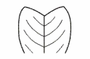 <p>A leaf apex that is partly split or divided down the middle.</p>