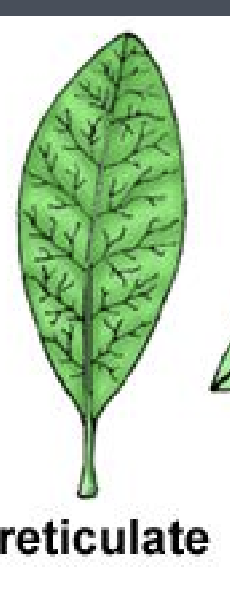 <p>fancier version of pinnate. the veins have veins</p>