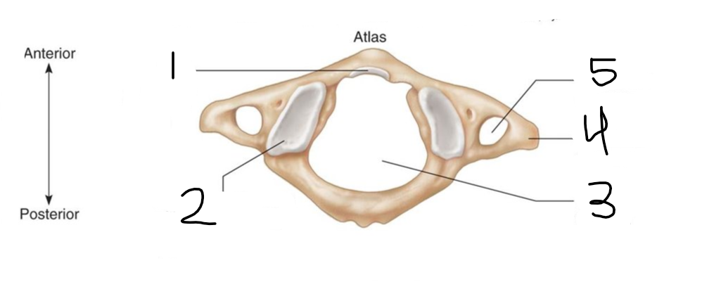 <p>what is number 5 of the atlas?</p>