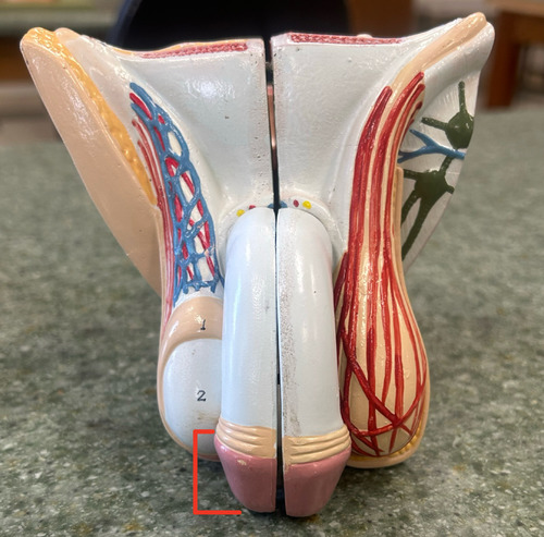 <p>the enlarged terminal portion of the penis, formed by the corpus spongiosum</p>