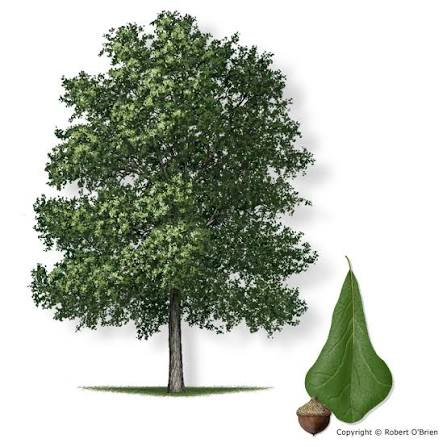 <p>Native to AR</p><p>leaves simple, alternate</p><p>leaves unlobed/barely lobed at top</p>