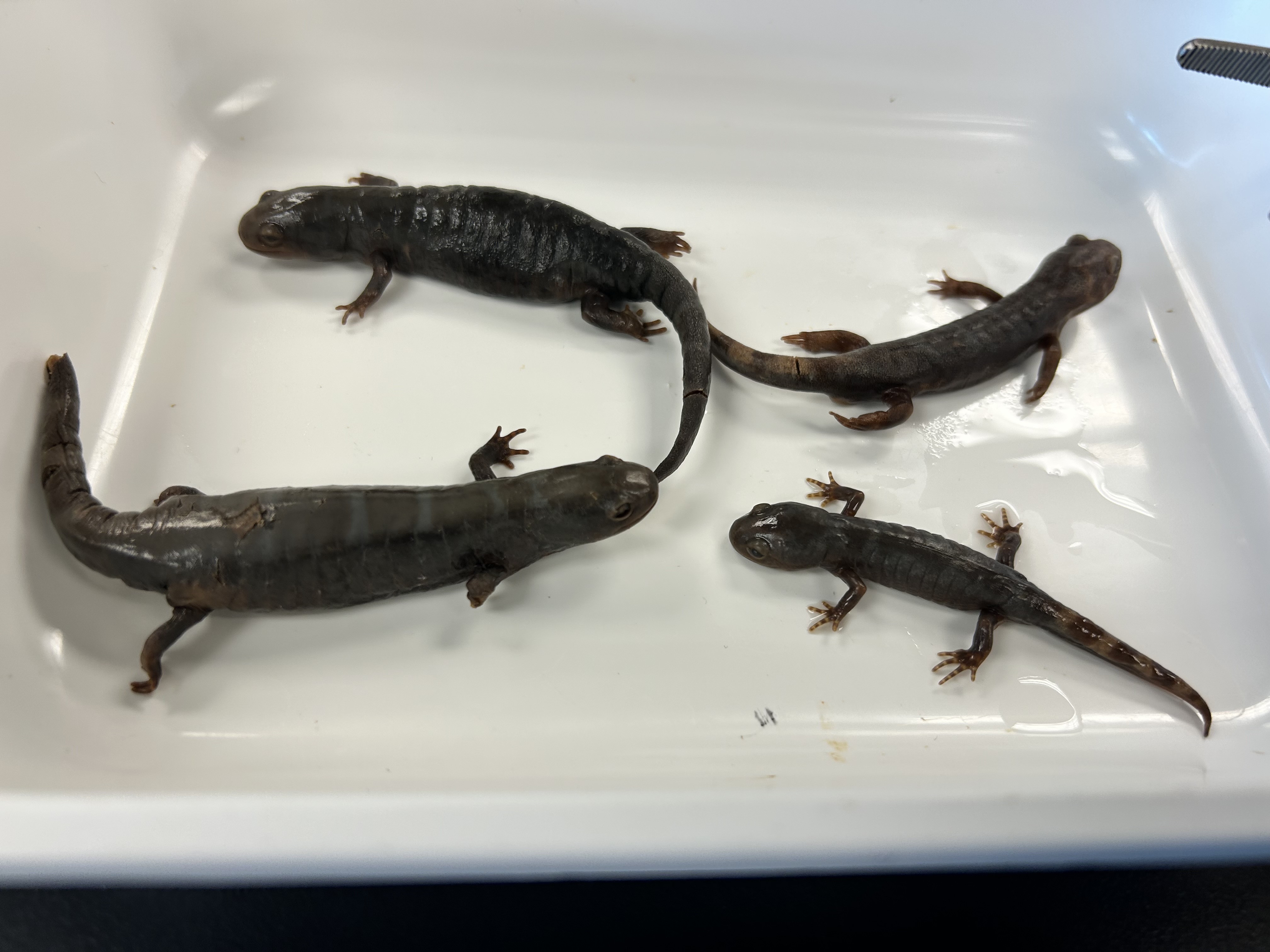 <p>-official state sally</p><p>-marbled salamander</p>