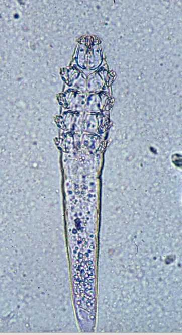 <p>A skin-dwelling mite that causes demodicosis in dogs. </p>