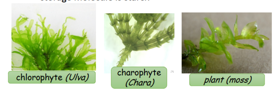 <p>-multicellularity </p><p>-cell walls with cellulose</p><p>-chloroplasts with same pigments (chlorophyll a &amp; b)</p><p>-storage molecule is starch </p>