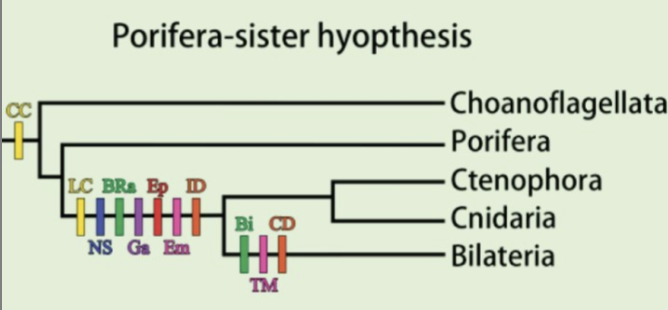 <p>What are the 6 characteristics evolved before ctenophora + cnidaria <strong>and</strong> bilateria?</p>