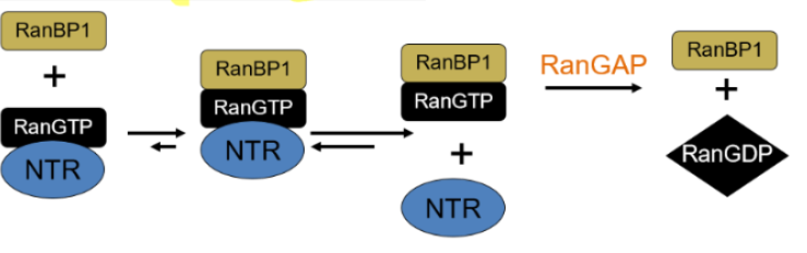 <p>-Ran-binding protein family, effector group 2, cause nuclear transport receptor/RanGTP complexes to dissociate to allow for RanGAP attack via their Ran binding domains</p><p>-Ran binding domains (RanBD): enwrapped by switch3 domain of Ran, causes the destabilization of the RanGTP-NTR interaction </p>