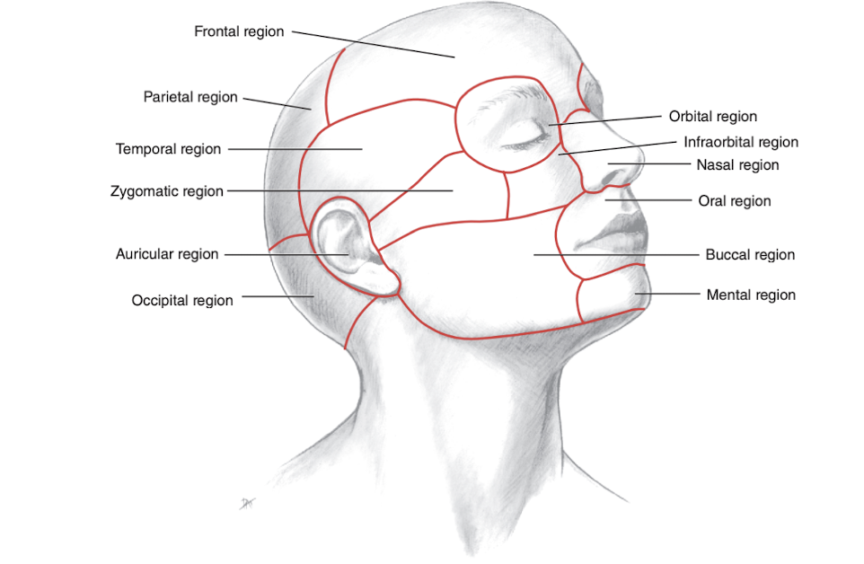 <p>What anatomic nomenclature do we use when we are talking about an area designation of a structure?</p>